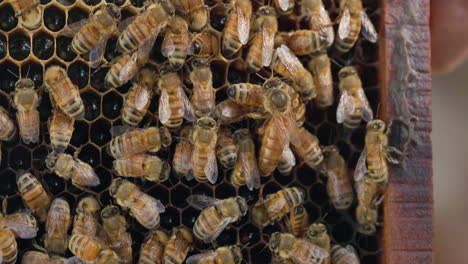 Honigwabe-Europäischer-Honigbienen,-Teamarbeit-Mit-Großer-Königin,-Die-über-Die-Andere-Arbeiterin-Läuft