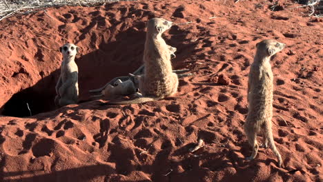 Eine-Gruppe-Erdmännchen-In-Der-Nähe-Ihrer-Höhle-Im-Roten-Kalahari-Sand
