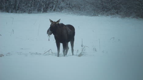 Wild-moose-search-for-food-under-snow-and-looks-to-camera,-slow-motion-view