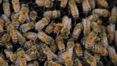 Closeup-of-honeybees-with-their-queen-tending-to-the-cells-in-their-hive
