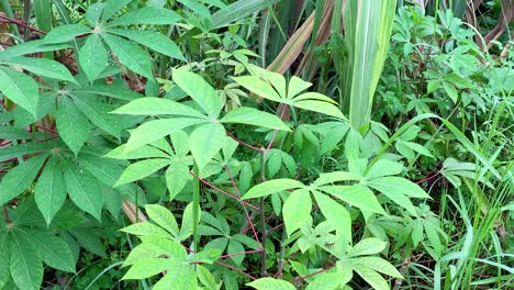 Maniokpflanzen,-Die-In-Tropischen-Wäldern-Wachsen