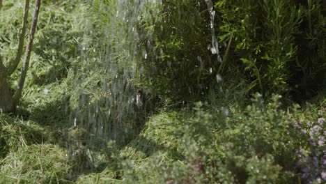 Agua-Vertiendo-Sobre-Plantas-De-Artemisa-En-El-Jardín-En-Un-Día-Soleado