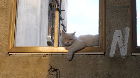 Verlassene-Katze-Auf-Der-Fensterbank,-Aufnahmen-Aus-Dem-Gaza-Krieg