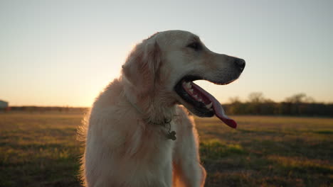 Golden-retriever-dog-panting-and-tired-with-large-tongue,-shaking-in-slow-motion