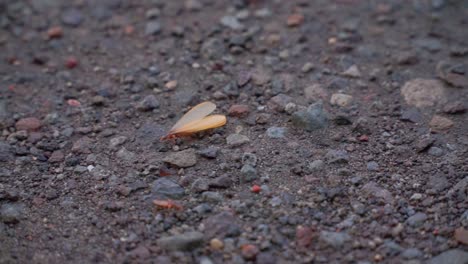 Geflügelte-Termite-Oder-Fliegende-Ameise-Oder-Laron,-Die-Nach-Regen-Auf-Dem-Nassen-Boden-Laufen