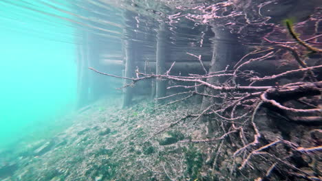 Tree-roots-by-a-wooden-dock-as-seen-from-underwater-by-a-diver