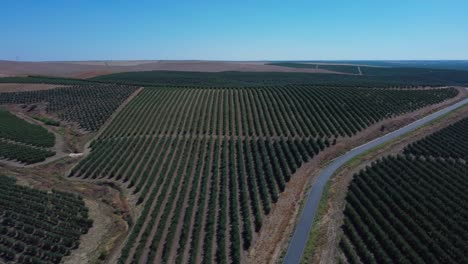 4k-Aerial-drone-view-of-Olive-tree-fields