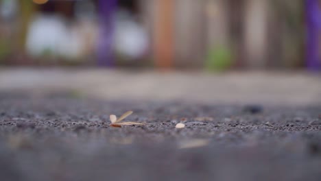 Low-angle-shoot-of-winged-termite-or-flying-ant-or-laron-walking-on-the-ground