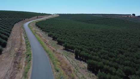 Road-in-the-middle-of-olive-groves-fields