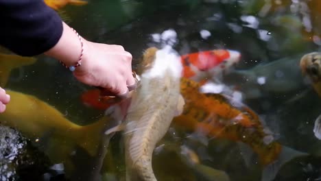 Woman's-hand-feeding-Koi-fish-in-a-lake-or-fish-pond-with-clear-water