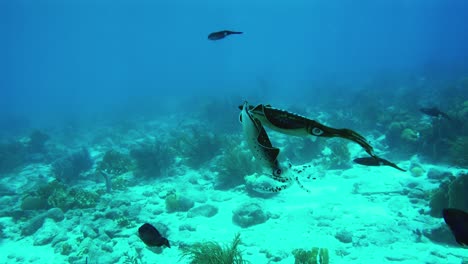 Unterwasseraufnahme-Von-Zwei-Verliebten-Tintenfischen,-Die-Im-Wunderschönen-Karibischen-Meer-Tanzen