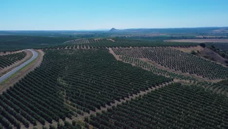 Olive-trees-symmetrically-planted,-aerial-view