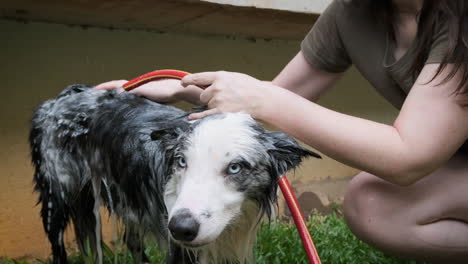 Woman-in-glasses-bathing-her-Australian-shepherd-dog,-using-a-hose-to-rinse-him-with-water
