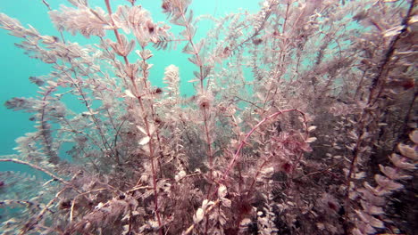 Enchanted-underwater-seaweed-in-a-freshwater-lake
