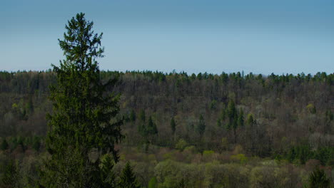 Hohe-Kiefer-In-Der-Nähe-Eines-Waldtals