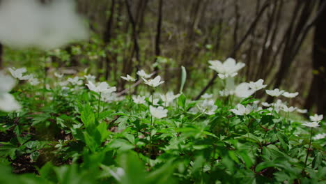 Flores-Blancas-Del-Bosque-A-Principios-De-Primavera