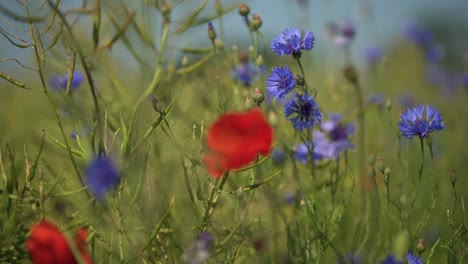 Nahaufnahme-Von-Roten-Mohnblumen-Und-Blauen-Kornblumen-Im-Sommer
