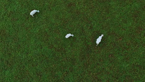 Drop-down-aerial-view-of-flock-of-3-sheep-in-open-rural-green-grass-field