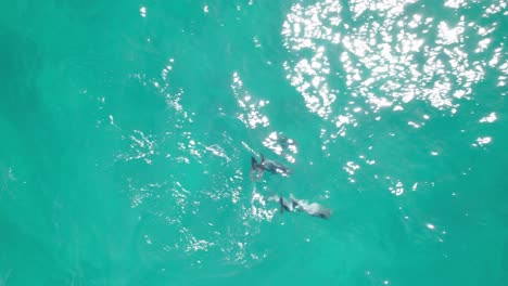 Delfines-Nadando-En-El-Océano-Azul-Con-Aguas-Cristalinas-En-Verano-Cerca-De-Noosa-Heads,-Australia