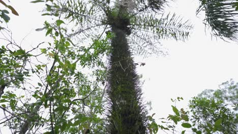 Die-Kamera-Enthüllt-Einen-Markanten-Baum-In-Südamerika