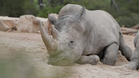 Hand-held-shot-of-a-sad-looking-rhino-lying-down-in-its-enclosure-in-Montpellier-zoo
