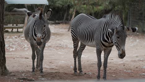 Handaufnahme-Eines-Zebrapaares,-Das-In-Einem-Gehege-Im-Zoo-Von-Montpellier-Steht