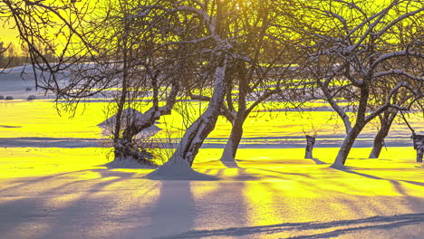 Orchard-trees-casting-shadow-on-snow-from-bright-sunrise-glow,-time-lapse