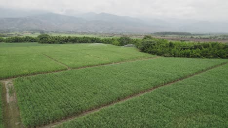 Pineapple-fruit-farm-in-Cali,-Colombia_drone-view