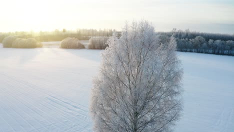 Aerial-circle-shot-of-frozen-birch-tree-foliage-during-winter-golden-hour