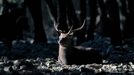 Slow-motion-shot-of-a-red-deer-stag-lying-down-in-the-sunlight-in-a-forest
