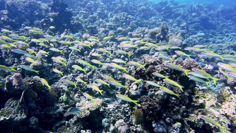 Ein-Fischschwarm-Gegen-Die-Felsen-Und-Korallen-Im-Meerwasser-In-Der-Nähe-Von-Dahab,-Ägypten