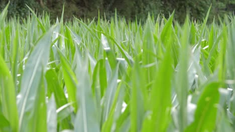 Up-close-of-agriculture-field-bright-green-corn-maize-moving-with-the-wind