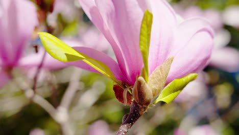 Magnolia-Liliiflora-Flor-Florece-En-Un-Soleado-Parque-Jardín