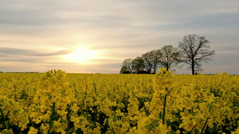 Rapeseed-field-blooming-in-yellow-color-with-bright-sunset-in-background