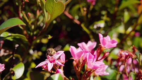 Eine-Biene-Bestäubt-Rosafarbene-Jadepflanzenblüten