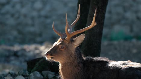 Slow-motion-shot-of-a-red-deer-buck-looking-around-in-the-forest-in-France
