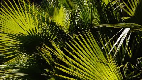 Green-Fan-Palm-Tree-Leaves-Under-The-Sun