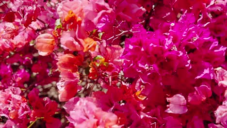 Blühende-Bougainvillea-Blüten-An-Einem-Strahlend-Sonnigen-Tag