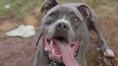 Grey-Pitbull-Dog-Looking-Up-At-Camera-Panting-and-Drooling-with-Tongue-Hanging-Out,-4K-Slow-Motion