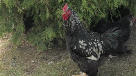 Rooster-in-the-yard-near-tree.-Close-up-shot.-Black-rooster-in-village