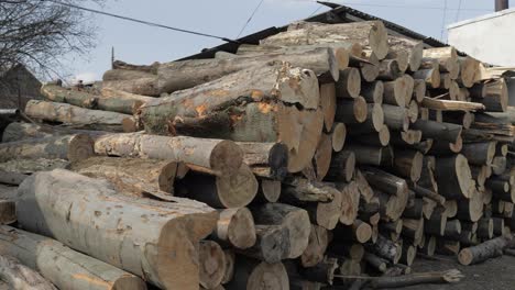 Timber-logging.-Freshly-cut-tree-wooden-logs-piled-up.-Wood-storage-for-industry