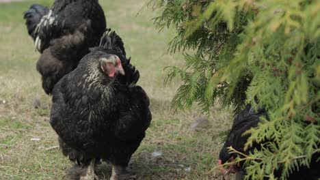 Chickens-in-the-yard-near-tree.-Black-chicken-in-village