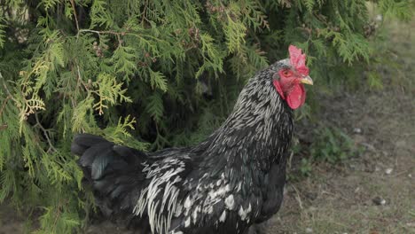 Rooster-in-the-yard-near-tree.-Close-up-shot.-Black-rooster-in-village