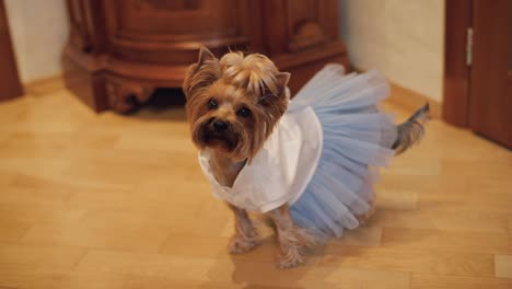 Perro-Terrier-Con-Vestido-Divertido