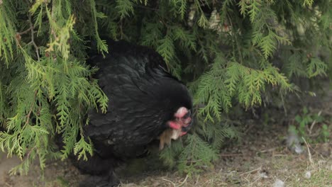 Chicken-in-the-yard-near-tree.-Black-chicken-in-village