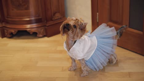 Dog-terrier-in-funny-dress