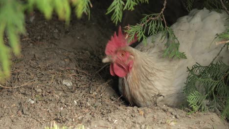 Rooster-in-the-yard-near-tree.-Close-up-shot.-White-rooster-in-village
