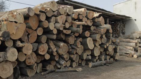 Holzeinschlag.-Frisch-Gefällte-Baumstämme-Stapelten-Sich.-Holzlagerung-Für-Die-Industrie