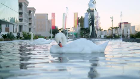 Swan-cleaning-the-plumage-on-a-company-garden-in-a-fountain