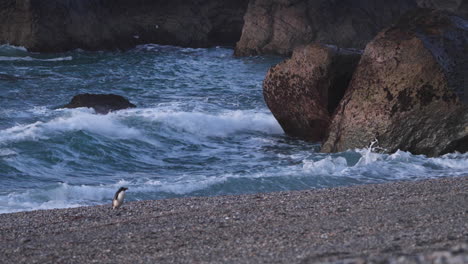 Waves-Crashing-Onto-Boulders-With-Walking-Fiordland-Penguin-On-The-Shore-In-New-Zealand